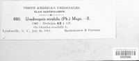 Uredinopsis americana image